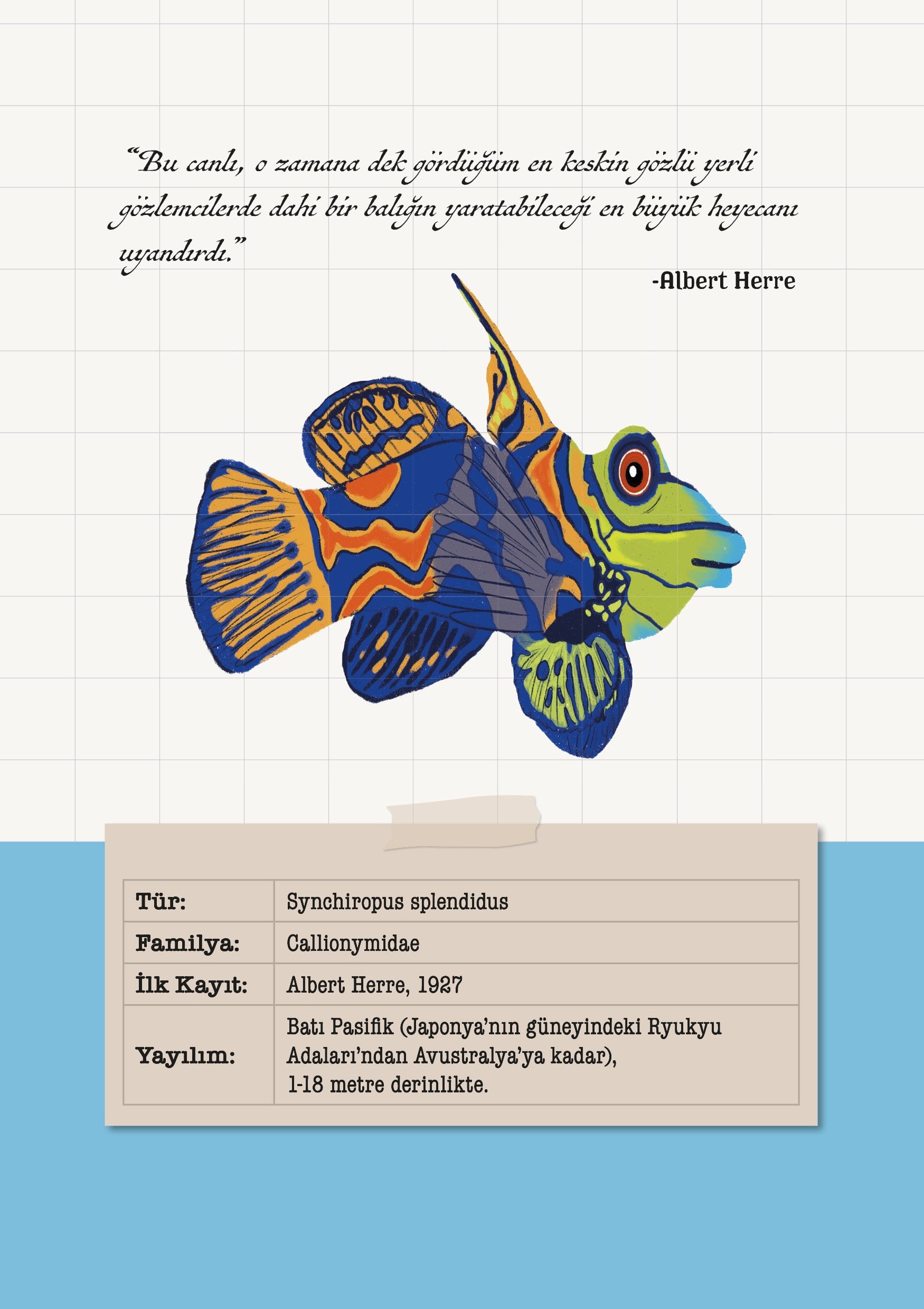 Synchiropus Splendidus