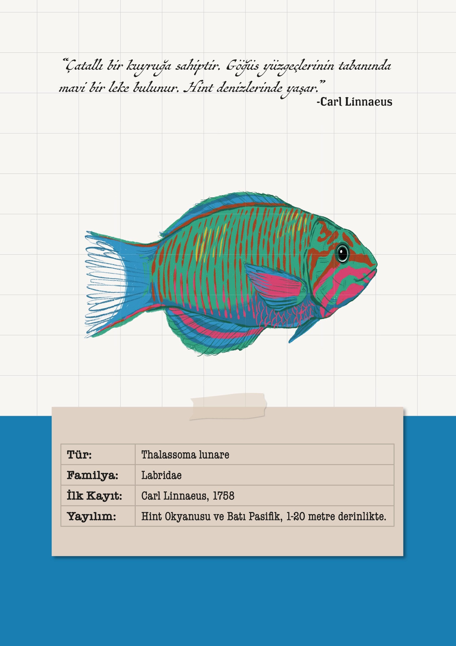 Thalassoma Lunare