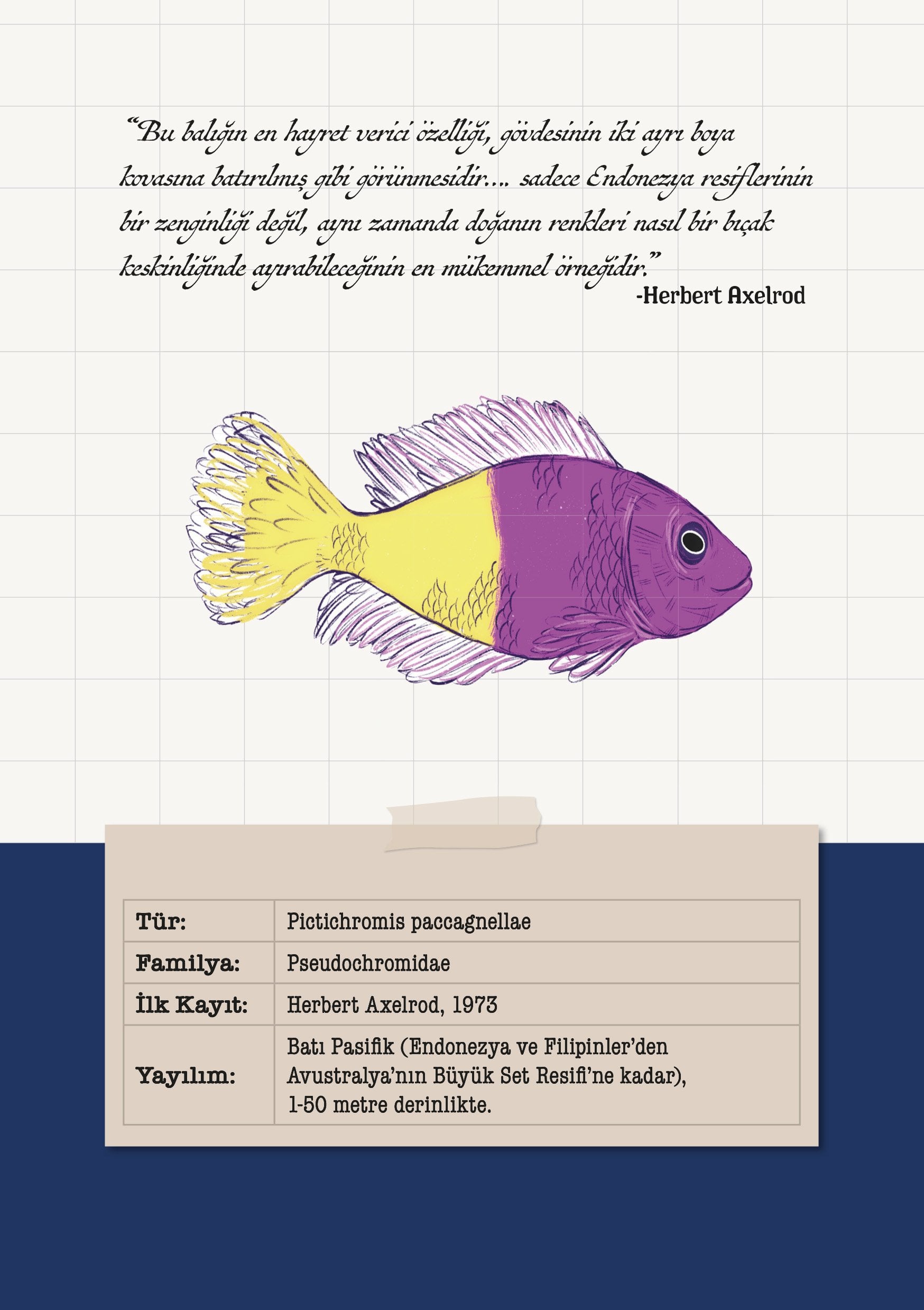 Pictichromis Paccagnellae